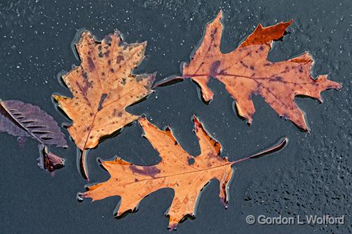 Floating Leaves_31793.jpg - Photographed along the Rideau Canal Waterway near Smiths Falls, Ontario, Canada.